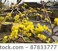 Cornus and old-fashioned gate 87833777