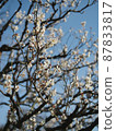 Blue sky and white plum blossoms 87833817