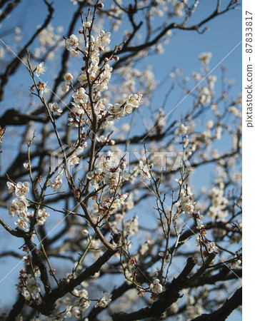 Blue sky and white plum blossoms 87833817