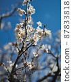 Blue sky and white plum blossoms 87833818