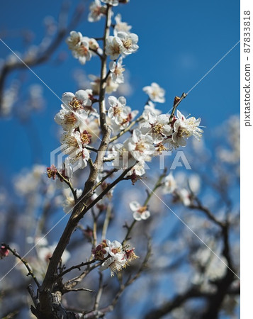 Blue sky and white plum blossoms 87833818