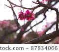 Purple plum blossoms and light 87834066