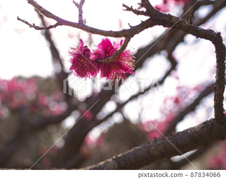 Purple plum blossoms and light 87834066