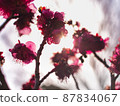 Purple plum blossoms and light 87834067