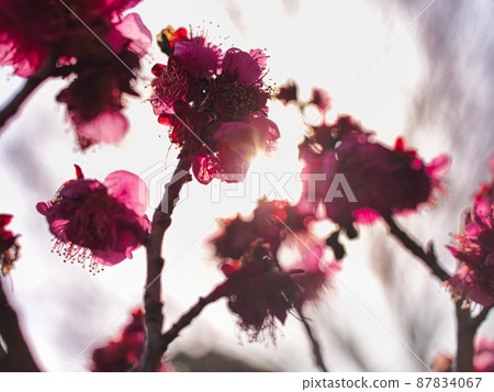 Purple plum blossoms and light 87834067
