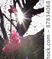 Purple plum blossoms and light 87834068