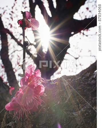 Purple plum blossoms and light 87834068