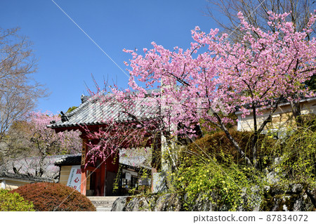 Kanshinji Temple (Sanmon, Weeping Plum) [Kawachinagano City, Osaka Prefecture] 87834072