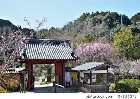 Kanshinji Temple (Sanmon, Weeping Plum) [Kawachinagano City, Osaka Prefecture] 87834075