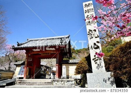 觀心寺(山門、垂梅)【大阪府川內長野市】 觀心寺(山門、垂梅)【大阪府川內長野市】 87834350