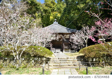 觀心寺(牛瀧堂/梅林)【大阪府川內長野市】 觀心寺(牛瀧堂/梅林)【大阪府川內長野市】 87834468