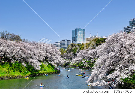 Sakura in full bloom in Chidori-gabuchi, Tokyo Sakura in full bloom in Chidori-gabuchi, Tokyo 87834709