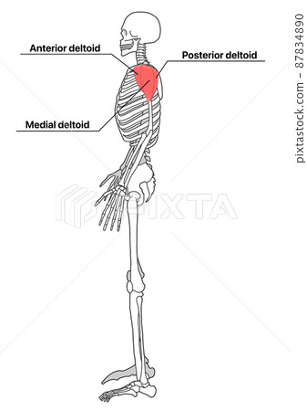 Human whole body skeleton and deltoid muscle (English name of part) 87834890