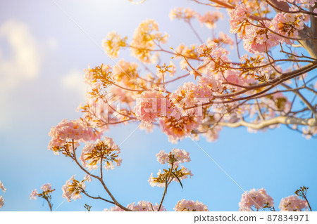 Pink Tecoma Rosy Trumpet Tree beautiful nature flower against blue sunny sky. 87834971