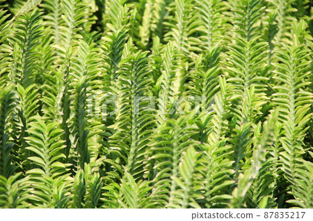 Muehlenbeckia platyclada trees. Muehlenbeckia platyclada trees. 87835217