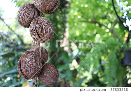 Dark brown and dried fruits of Suicide tree are hanging. Dark brown and dried fruits of Suicide tree are hanging. 87835218