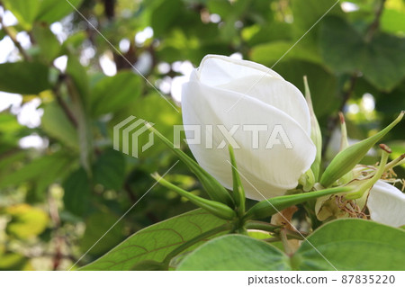 White flower of orchid Tree on branch. 87835220