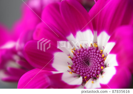瓜葉菊 瓜葉菊 87835616