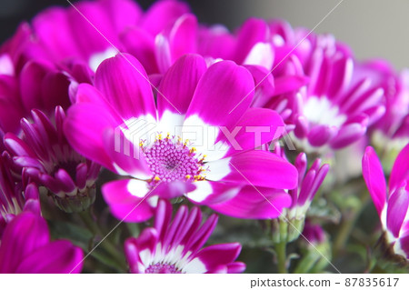 瓜葉菊 瓜葉菊 87835617