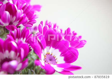 Cineraria Cineraria 87835619