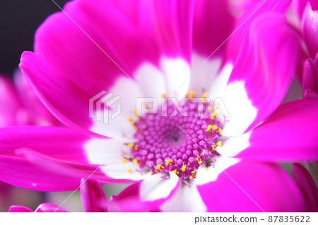 瓜葉菊 瓜葉菊 87835622