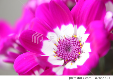 瓜葉菊 瓜葉菊 87835624