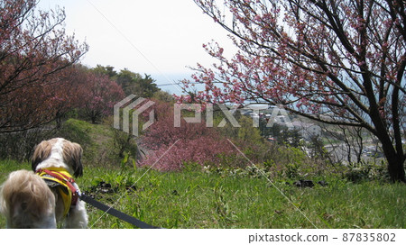 Yae Sakura and dogs in Morojoji Park 87835802