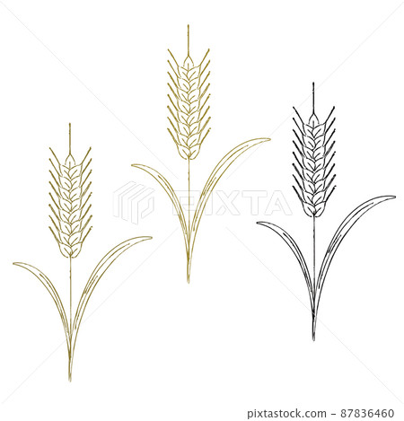 Wheat wheat illustration line drawing 87836460