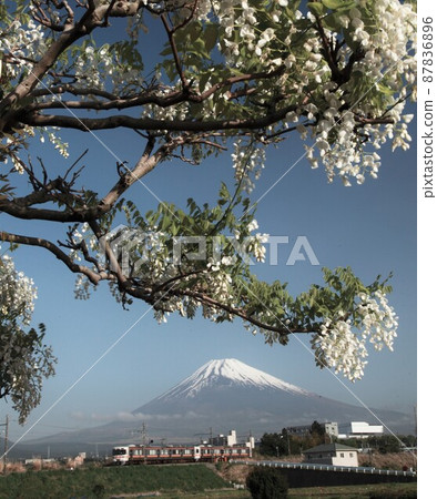 Train, wisteria and snow capped Fuji 87836896