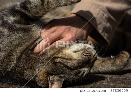 Relieve a local cat with a Kijitora pattern Relieve a local cat with a Kijitora pattern 87836909