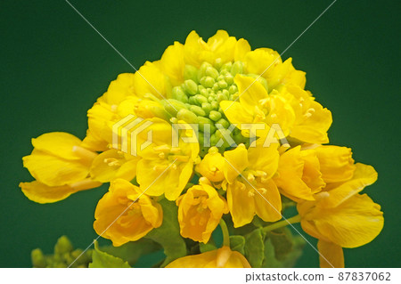 強姦開花特寫鏡頭 強姦開花特寫鏡頭 87837062