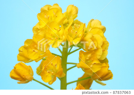 強姦開花特寫鏡頭 強姦開花特寫鏡頭 87837063
