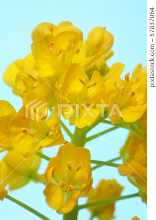 強姦開花特寫鏡頭 強姦開花特寫鏡頭 87837064