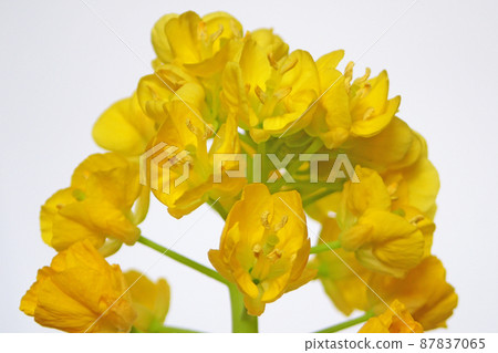 強姦開花特寫鏡頭 強姦開花特寫鏡頭 87837065