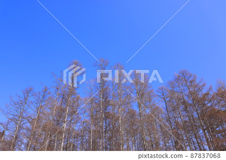 落葉松屬森林和藍天在冬天 落葉松屬森林和藍天在冬天 87837068