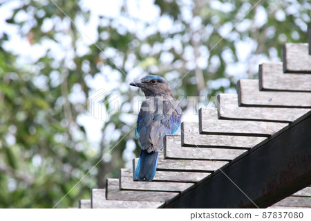 A Indochinese roller bird is catching wood. 87837080