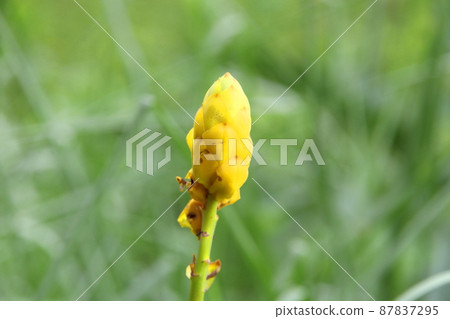 Yellow flowers of Candelabra bush or Ringworm bush. Yellow flowers of Candelabra bush or Ringworm bush. 87837295