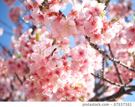 靜岡縣城山櫻花盛開（河津櫻花）3月 87837381