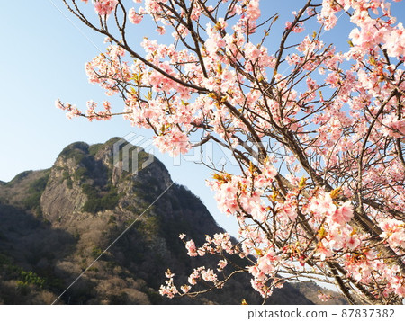 靜岡縣城山和城山櫻（河津櫻）3月 87837382