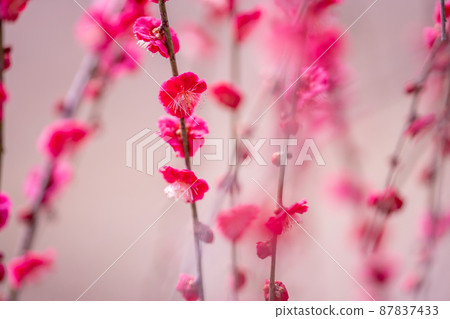 春天的深粉色梅花 87837433