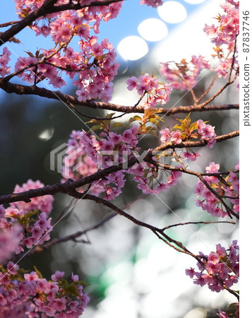 Cherry Blossoms and Illuminations 87837746
