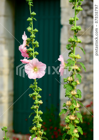 Closeup of a Hollyhock Closeup of a Hollyhock 87838797
