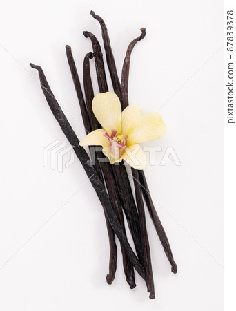 Dried Vanilla sticks and flowers isolated on white backgrounds. Dried Vanilla sticks and flowers isolated on white backgrounds. 87839378