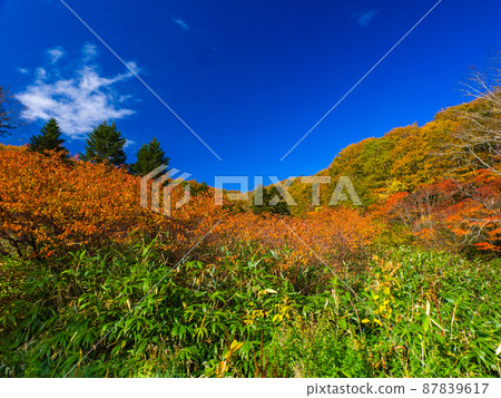 Autumnal trees and blue sky (Around Katagainuma, Zao mountain range, Yamagata prefecture) Autumnal trees and blue sky (Around Katagainuma, Zao mountain range, Yamagata prefecture) 87839617