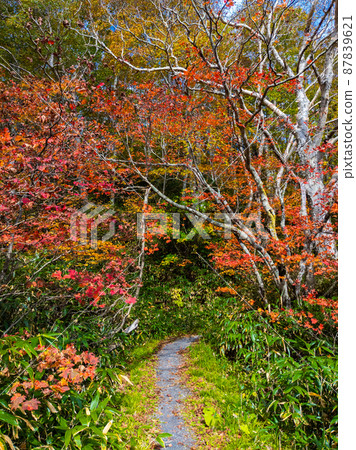 被紅葉環繞的步行道（山形縣藏王山脈片田犬沼周邊） 87839621