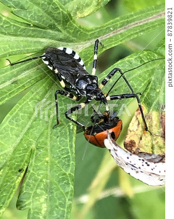 昆蟲吸血鬼 昆蟲吸血鬼 87839821