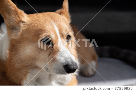 Cute dog 87839923