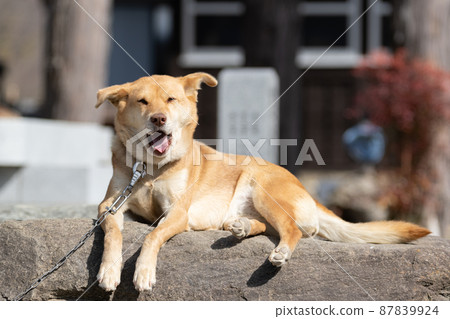 Sleepy dog Sleepy dog 87839924