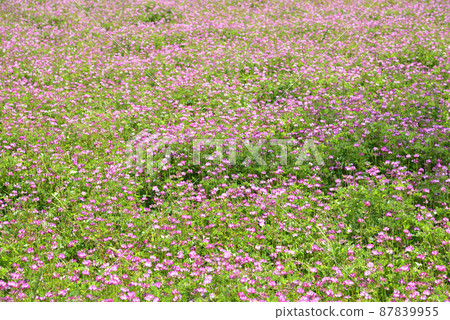 藥師寺遺址的蓮花 87839955