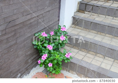 Pink flower of Madagascar Periwinkle and gray staircase. Pink flower of Madagascar Periwinkle and gray staircase. 87840030